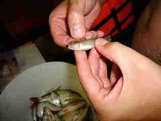 click for enlarge 1920 X 1440  50.6 Kb picture