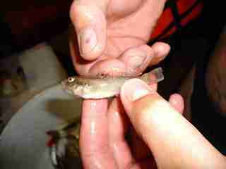 click for enlarge 1920 X 1440  40.0 Kb picture