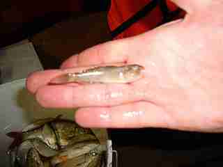 click for enlarge 1920 X 1440  43.0 Kb picture