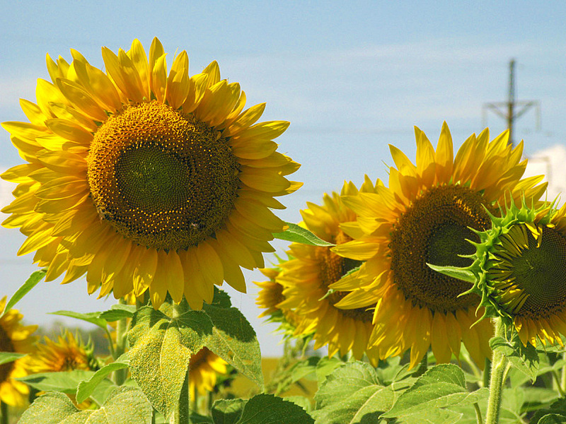 click for enlarge 900 X 675 285.3 Kb picture