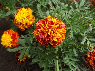 click for enlarge 1920 X 1440 235.9 Kb picture