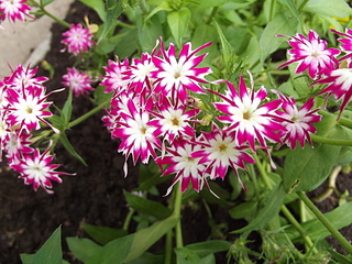 click for enlarge 1920 X 1440 242.3 Kb picture