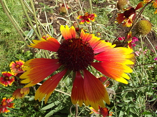 click for enlarge 1920 X 1440 296.2 Kb picture