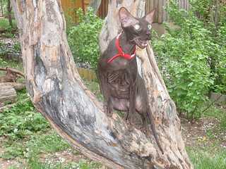 click for enlarge 1920 X 1440 873.9 Kb picture