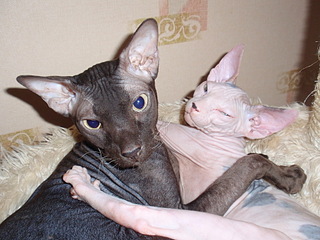 click for enlarge 1920 X 1440 730.6 Kb picture