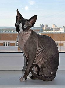 click for enlarge 1920 X 2600 509.4 Kb picture