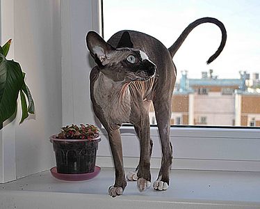 click for enlarge 1920 X 1539 296.6 Kb picture