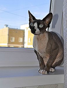 click for enlarge 1920 X 2507 494.8 Kb picture