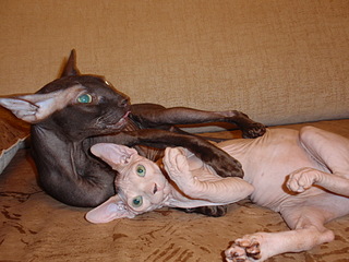 click for enlarge 1920 X 1440 636.3 Kb picture