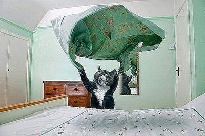 click for enlarge 550 X 366  36.5 Kb picture