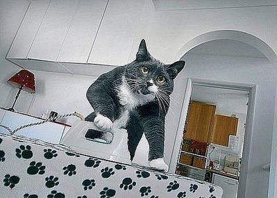 click for enlarge 550 X 393  42.2 Kb picture