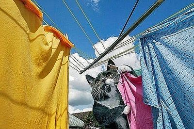 click for enlarge 550 X 366  57.2 Kb picture