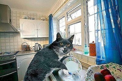 click for enlarge 550 X 366  54.3 Kb picture