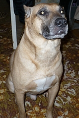 click for enlarge 1525 X 2288 315.4 Kb picture