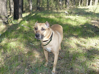 click for enlarge 1920 X 1440 525.1 Kb picture