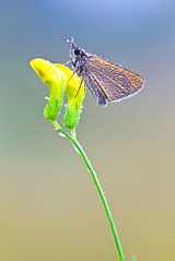 click for enlarge 801 X 1200 224.7 Kb picture