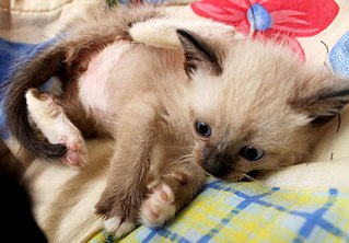 click for enlarge 807 X 561  83.3 Kb picture