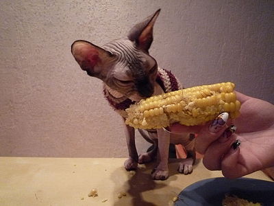 click for enlarge 640 X 480 42.2 Kb picture