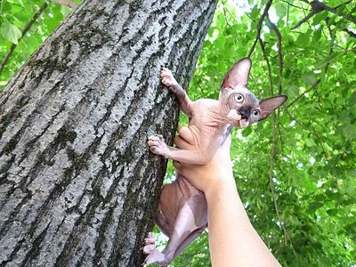 click for enlarge 640 X 480 89.4 Kb picture