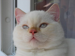 click for enlarge 640 X 480 72.0 Kb picture
