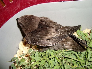 click for enlarge 1024 X 768 394.1 Kb picture