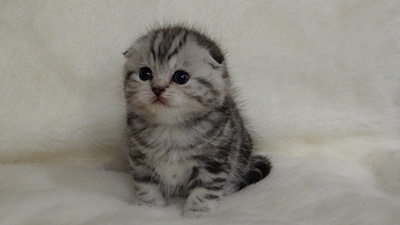 click for enlarge 1920 X 1080 348.7 Kb picture