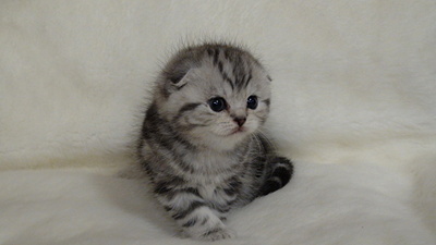 click for enlarge 1920 X 1080 358.3 Kb picture