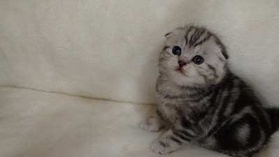 click for enlarge 1920 X 1080 359.8 Kb picture