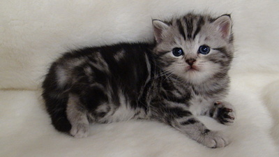 click for enlarge 1920 X 1080 401.1 Kb picture