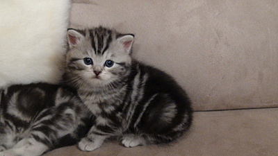 click for enlarge 1920 X 1080 457.2 Kb picture