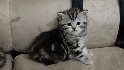 click for enlarge 1920 X 1080 445.1 Kb picture