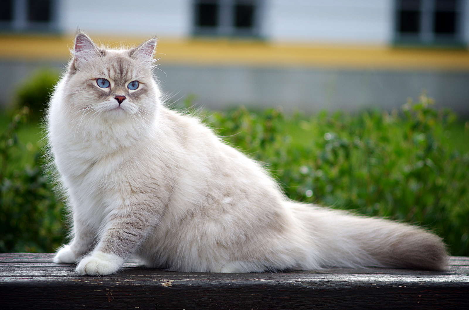 Невская маскарадная кошка белая