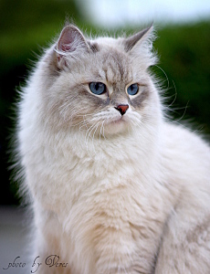 click for enlarge 920 X 1200 415.4 Kb picture