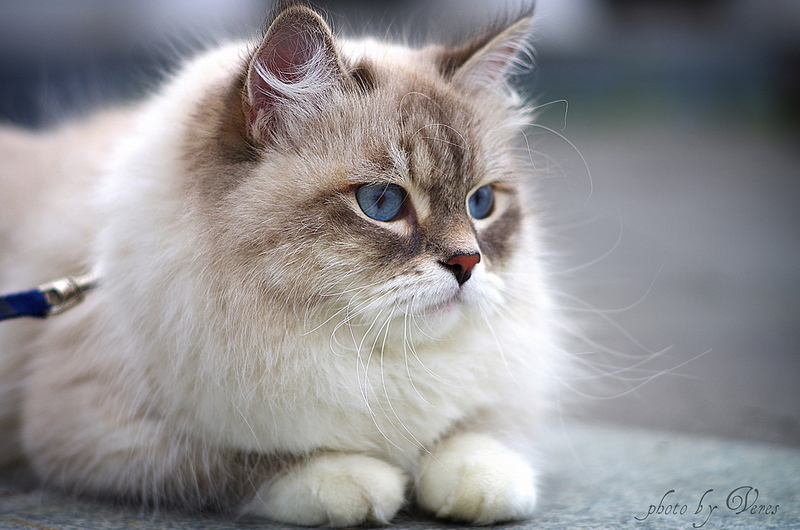 click for enlarge 1200 X 795 365.2 Kb picture