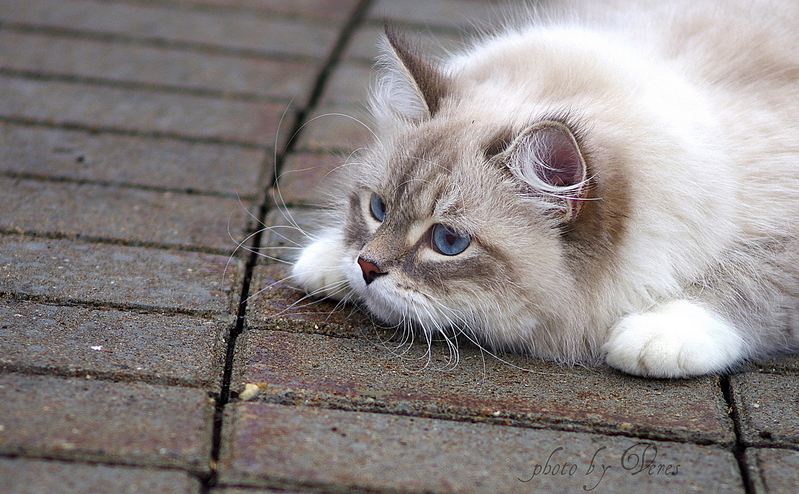 click for enlarge 1200 X 742 502.6 Kb picture