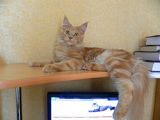 click for enlarge 800 X 600 122.8 Kb picture