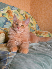 click for enlarge 602 X 800 136.1 Kb picture