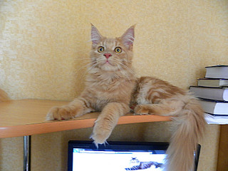 click for enlarge 800 X 600 124.0 Kb picture