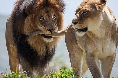 click for enlarge 500 X 333 46.5 Kb picture