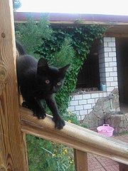 click for enlarge 768 X 1024 153.6 Kb picture
