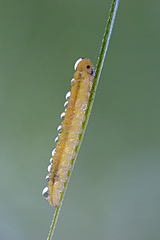 click for enlarge 800 X 1199 268.5 Kb picture