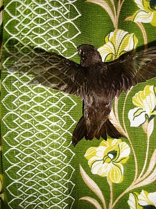 click for enlarge 768 X 1024 440.2 Kb picture