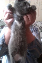 click for enlarge 1728 X 2592 720.9 Kb picture