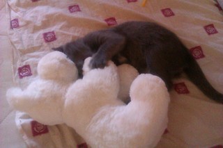 click for enlarge 1920 X 1280 324.7 Kb picture