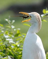 click for enlarge 557 X 696 57.4 Kb picture