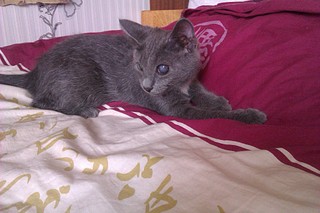 click for enlarge 1920 X 1280 505.5 Kb picture