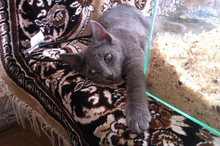 click for enlarge 1920 X 1280 535.6 Kb picture