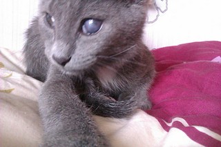 click for enlarge 1920 X 1280 401.6 Kb picture