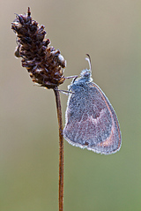 click for enlarge 801 X 1200 397.7 Kb picture