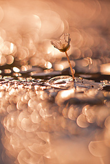 click for enlarge 801 X 1200 339.7 Kb picture